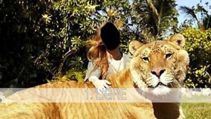 Los animales híbridos más curiosos