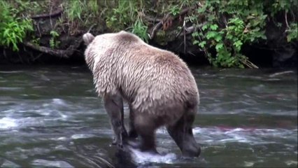 Grizzly / brown bear, Russian River, Cooper Landing, Alaska, 2012