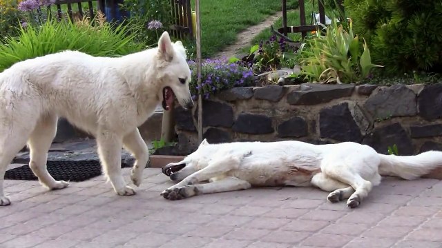 CANON Legria HF200 - Nubi a Shegy na zahradě