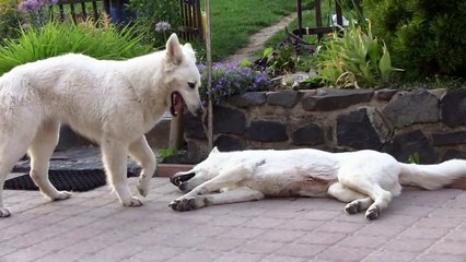 CANON Legria HF200 - Nubi a Shegy na zahradě