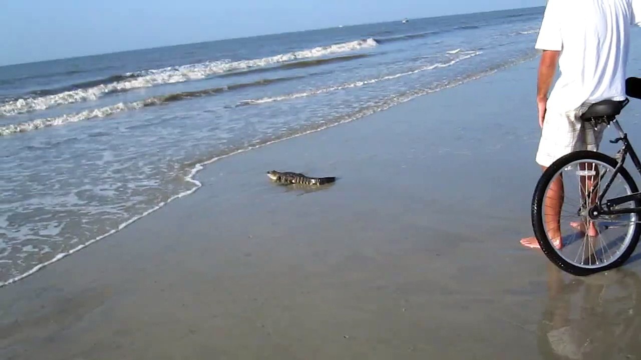 alligator on hilton head beach