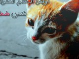 حملة تعقيم القطط - مساعدة القطط الضالة