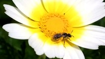 Small bee and insect on flower, with pollen on her legs!