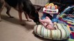 Baby and German Shepherd Play Together