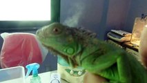 اساسيات تربية الاجوانا  green iguana care