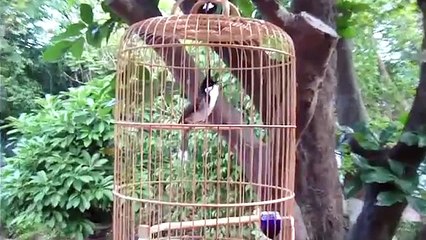 Luyện giọng Chào mào Sông Kôn, Trung Mang, Đông Giang, Quảng Nam