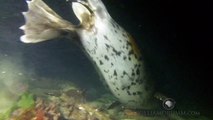 Harbor Seals Hunting Fish GoPro in Elliott Bay Seattle Washington