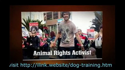 Training Your Dog To Walk On Leash