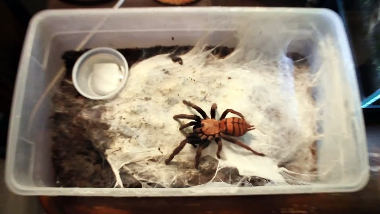 Chilobrachys fimbriatus aka Indian Violet tarantula