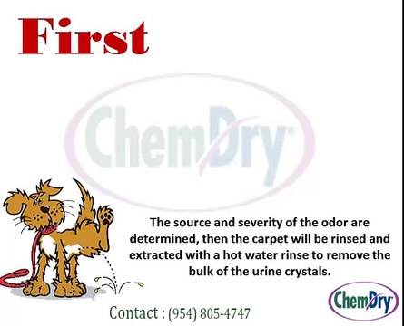 Removal of Pet Urine Odor