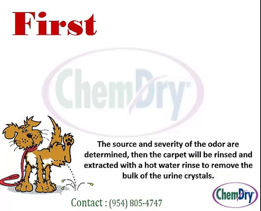 Removal of Pet Urine Odor