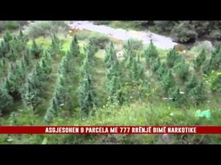 VAZHDOJNË OPERACIONET ANTIKANABIS NË SHKODËR