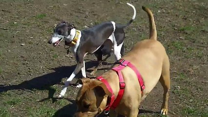 Fun at the Dog Park - Happy Hump Day