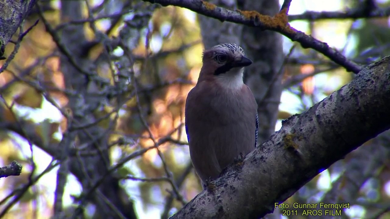 NÖTSKRIKA  Eurasian Jay  (Garrulus glandarius)   Klipp - 424
