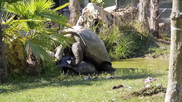Tartarughe giganti delle Seychelles fanno all'amore! 13/08/2013