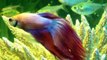 Siamese Fighting Fish changing color