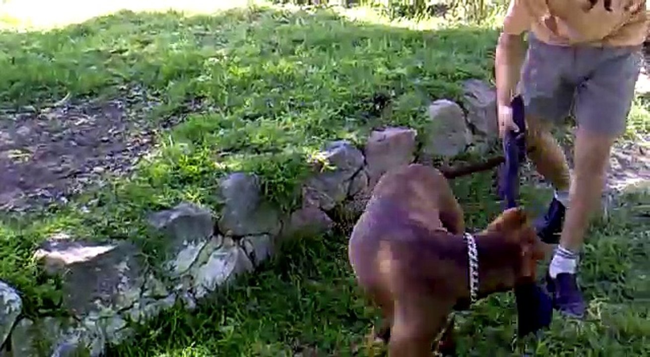 entrenando a mi perro pitbull (jack)