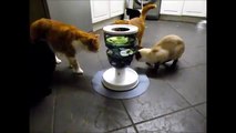 Siamese & Tabby Cats playing with a Senses food maze puzzle. Pets4ever