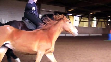 Parelli ***** Master Instructor Berni Zambail, Bridleless Freestyle Riding and Liberty simultanously