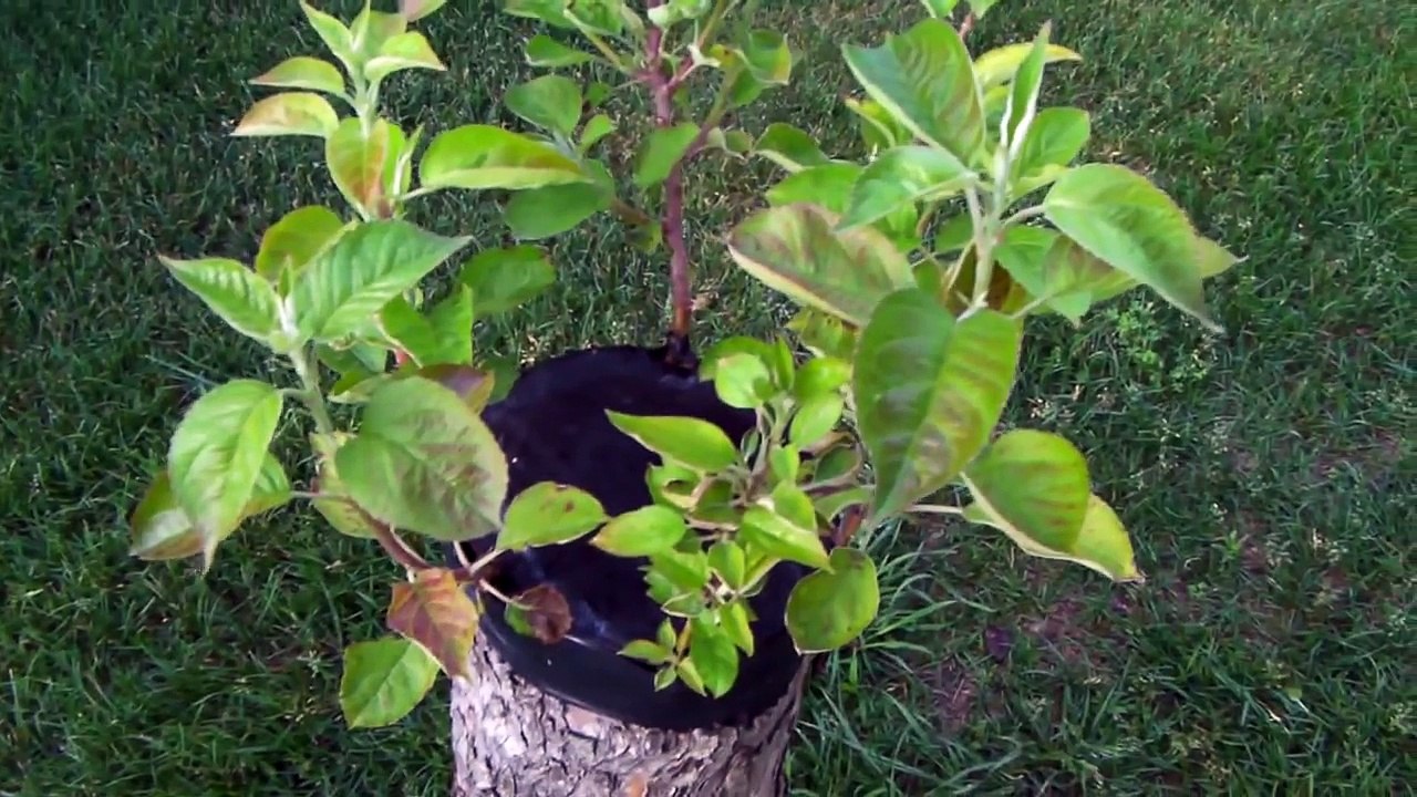 Apple Tree Grafting Follow Up 2