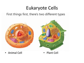 Plant and Animal cell