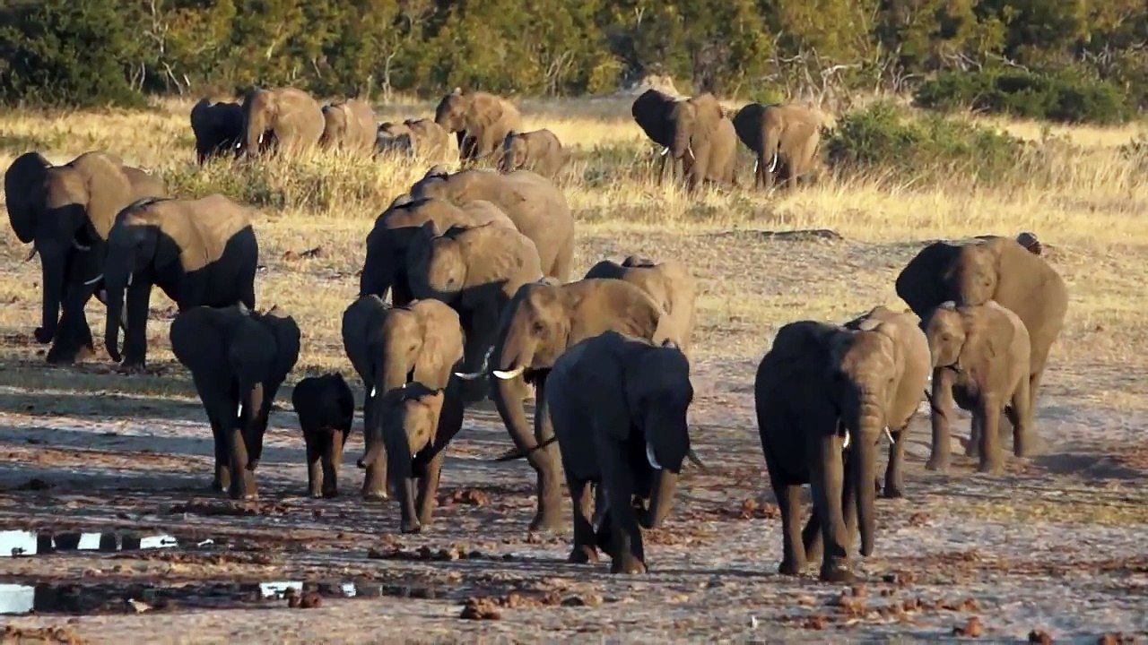 The AMAZING ELEPHANTS