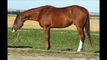 *Reining Gelding For Sale* 2009 Conquistador Whiz x Steady Tradition