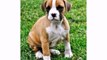 Funniest Dog - Boxer Dogs and Puppies - Cute Funny Animal Dog