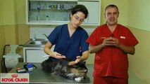 Cómo cortar las uñas a un gato - Consejos felinos Royal Canin
