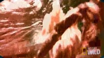 (Documental) FURIA ANIMAL ¡¡Ataques Reales!! LEONES OSOS NATGEO WILD