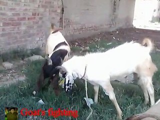 Goat's fighting (PSH)