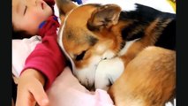 Cute Babies Laughing While Sleeping    Funny Dogs and Babies   Cute Dogs And Adorable Babies