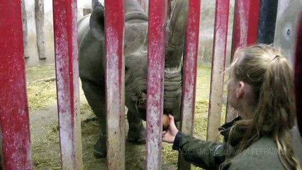 Black rhino calf 2 weeks old