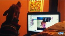 Cães matando a saudade dos seus donos pelo Skype