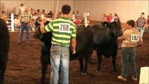 Judging Beef Cattle at the Champaign County Fair