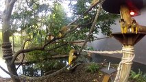 Taronga welcomes a vibrant new group of Squirrel Monkeys