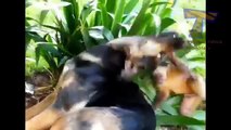 Monkeys annoying cats and dogs - Funny animal compil