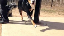 Lilo & Snow @ the dog park - Greater Swiss Mountain Dog