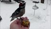 My friendly Downy Woodpecker