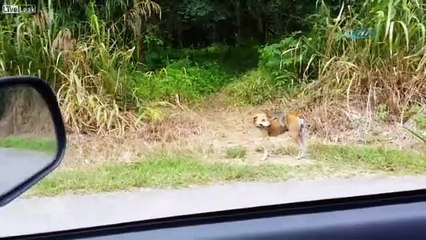 Köpek minik maymunu evlat edindi