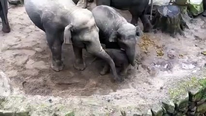 Olifant geboren in emmen