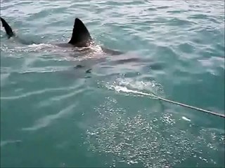 Scary shark attack in South Africa