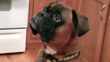 Apollo- funny dog- funny boxer