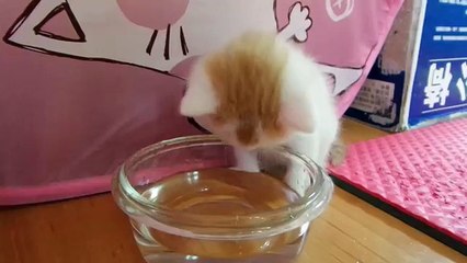 Un petit chat apprend à laper son eau !