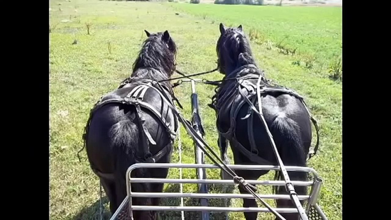 Cai de vanzare - Herghelia Fitero