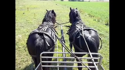 Cai de vanzare - Herghelia Fitero