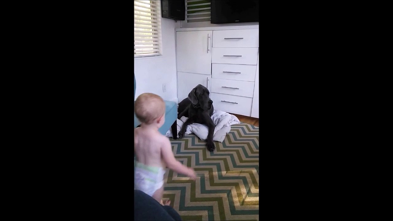 Un bébé pique la couverture d'un gros chien... Même pas peur!!!!