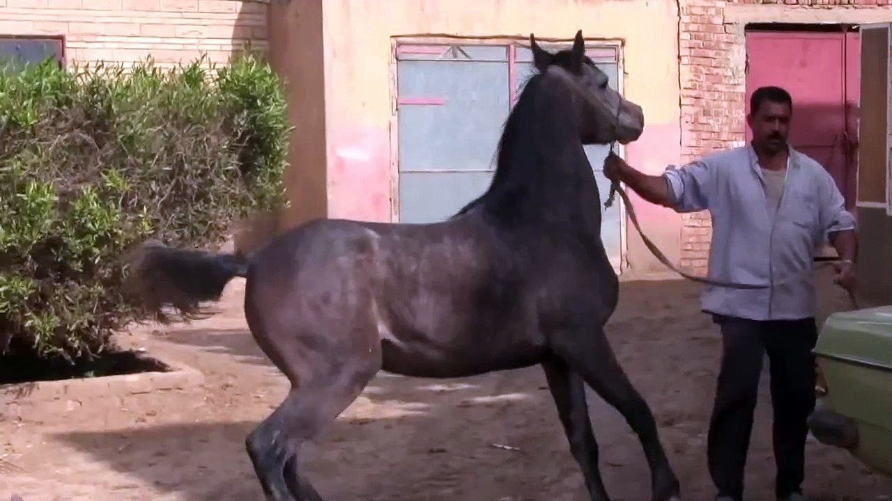 جياد الخيل مصر المهره (نسمه) بدون اوراق 00201006250911