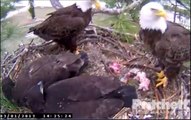 SW Florida Eagles 'Oz Delivers UFO With Mom On Nest' 2:27 PM, 3-1-2013