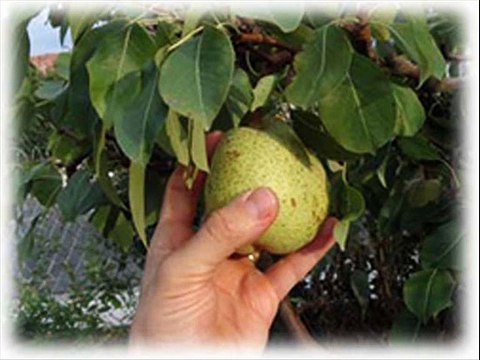 CUEILLE-TON DE BON FRUITS DANS DE MAUVAIS ARBRES?FAUX PASTEURS, PROPHÈTES C'EST NOTRE TEMPS!